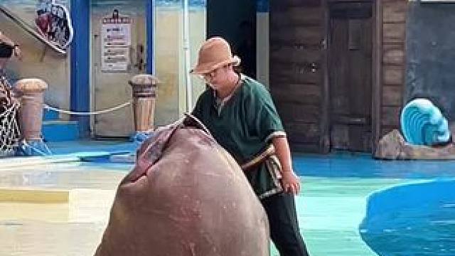 起猛了，看见海象仰卧起坐了