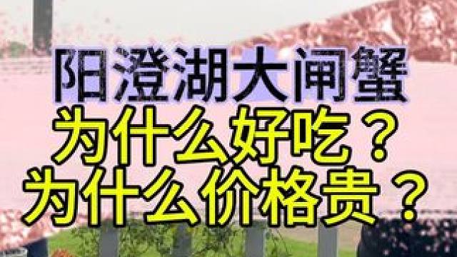 阳澄湖大闸蟹究竟好吃在哪里？ BBC溯源阳澄湖大闸蟹养殖基地第1集（朱哥家主做阳澄湖大闸蟹蟹苗培育）