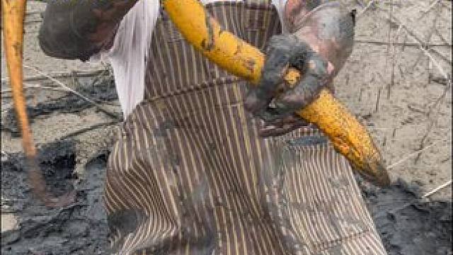 花1000块包塘的第二天，终于抓到吃小鸭子的鳝鱼了，比手臂都还粗！！#户外 #我的乡村生活