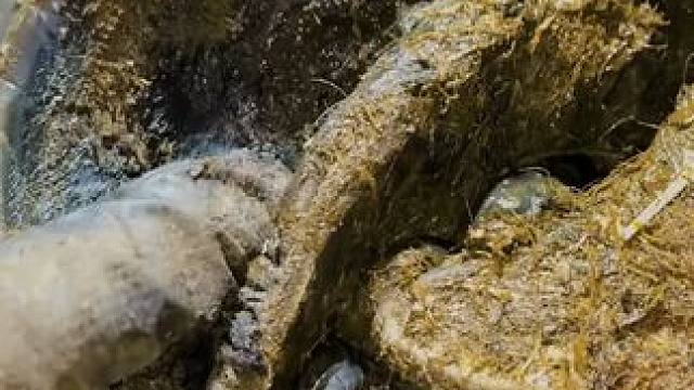 这么大一只空心牛蹄到底是怎么形成的