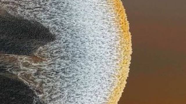 中秋至，望大潮！恰逢佳节团圆时，钱塘江上一轮“月亮潮”如期而至，宛若一枚巨大的白玉盘倾泻而下。愿您诸