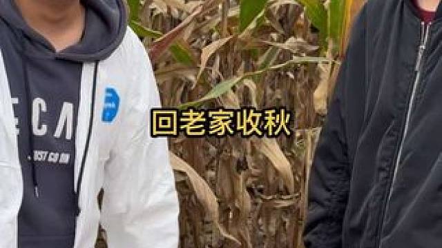 和好兄弟回老家收秋，被兄弟这能量震惊！这是真能干啊 #收秋 #掰玉米 #农村生活