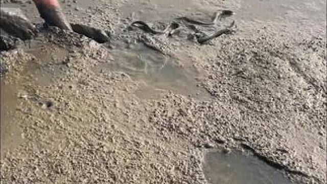 今天花300块包下鱼苗塘，鳝鱼就跟捡一样，不过还是被老板坑了？？