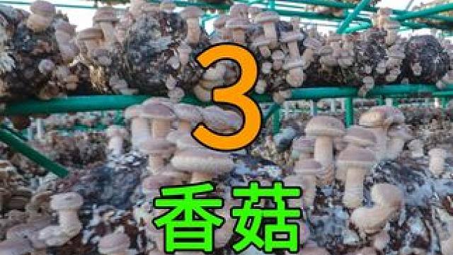 3香菇的秘密，“逆境”刺激产出大花菇 