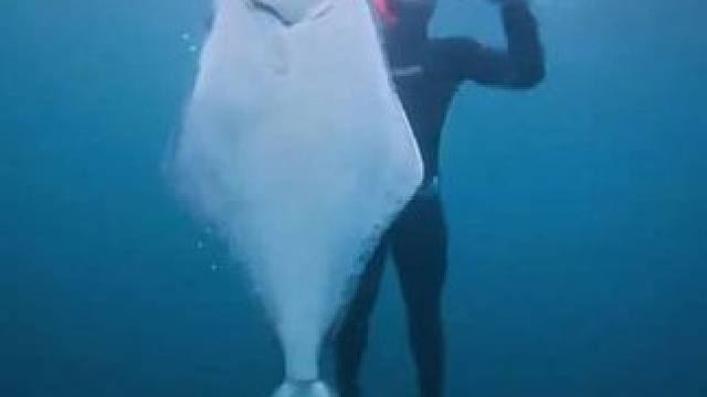 小伙潜入海底捕捉大西洋比目鱼 #国外视频分享 #潜水捕鱼 #好大一条