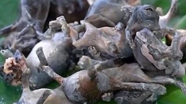 准备午饭 #美食 #泰国美食 #户外美食 #内容启发搜索