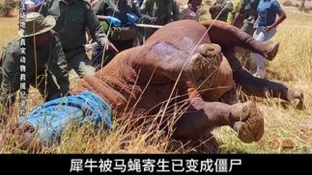 犀牛被马蝇寄生虫，危急！