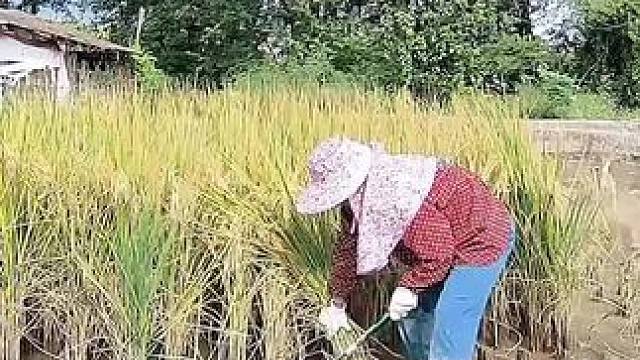 山卡卡里的农村大姐学费了开直播每天收获满满您还在恐播怕播不敢开播开播了不知说什么吗#记录真实生活 #