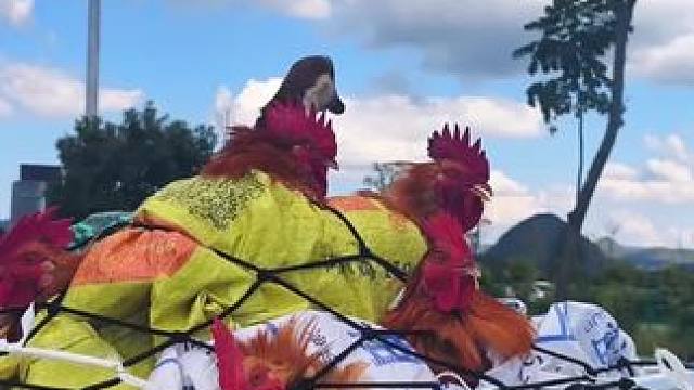 返城大军 服务区偶遇，细心点车主还给车顶的鸡鹅补点水，一旦遇到几个小时的堵车，它们直接会变成烧鸡烧鹅