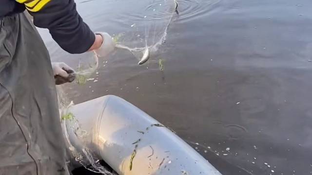 #户外捕鱼大队 #捕鱼河边随拍 #捕捞现场  #丝网捕鱼