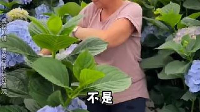 种菜人的浪漫你们可能不懂 #我的花园世界   #种花就送真花