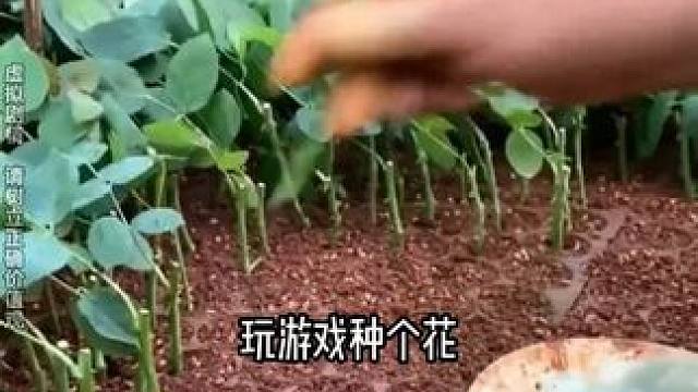 种菜让我走上了人生巅峰路 #我的花园世界   #种花就送真花