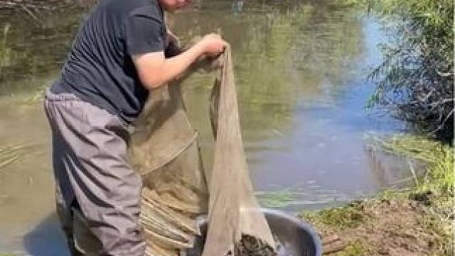 #抓鳝鱼 #捕鱼达人