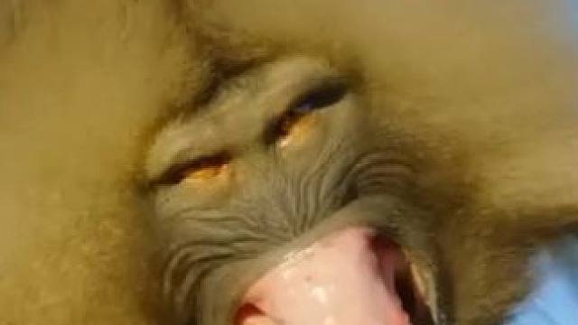 科普10种长相怪异的狒狒！