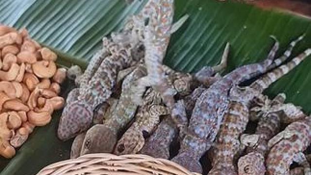 小蜥蜴夹心腰果