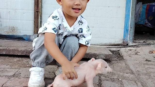 小孩与猪