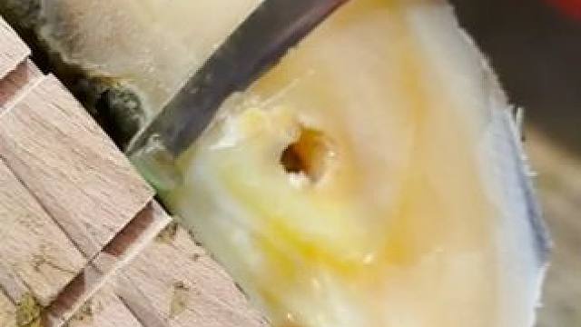 修理了三次的牛蹄结果还有个隐蔽病灶