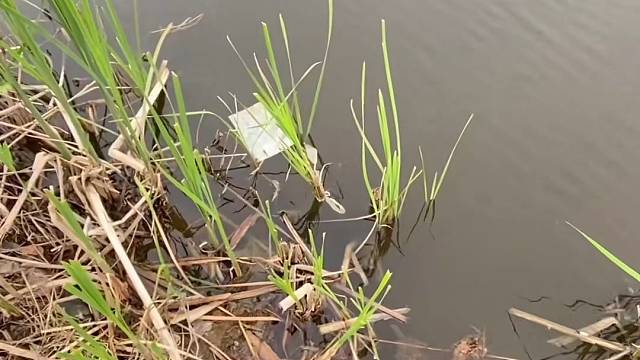 #户外捕鱼大队 #捕鱼河边随拍 #捕捞现场  #丝网捕鱼