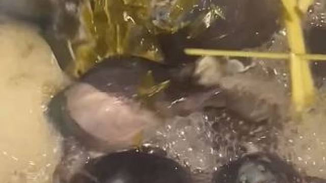 炖了一大锅蛋蛋蛙