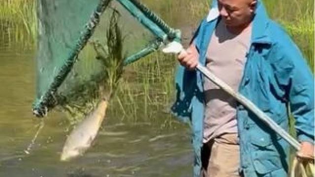 #户外捕鱼 #撒网捕鱼