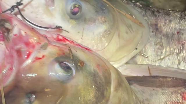 花鲢盘的太狠了快没有啦