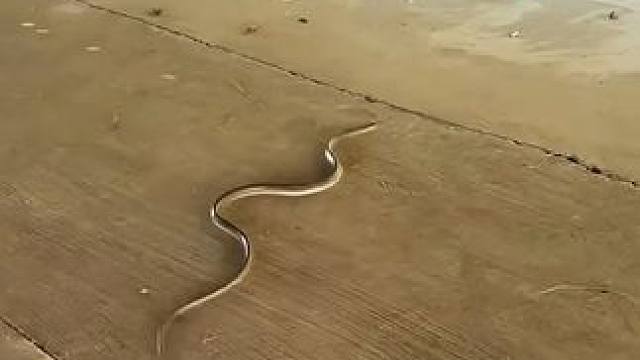 家里来“客人”了