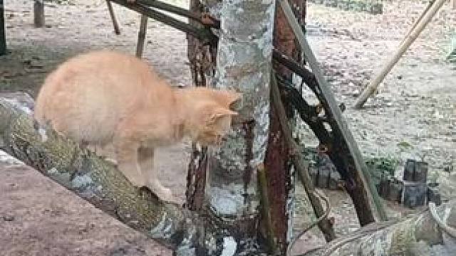 猫咪上树玩绳子