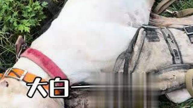公益护农行动中牺牲了 大白一路走好#新农人计划 #三农 #猎犬 #护农狩猎队