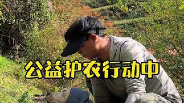 公益护农，大白牺牲了 公益护农，大白牺牲了#户外 #马羽#猎犬#护农狩猎队 #三农