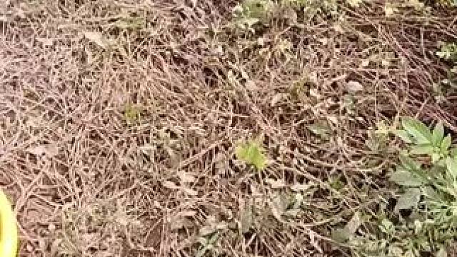 #@#乡村田园风光