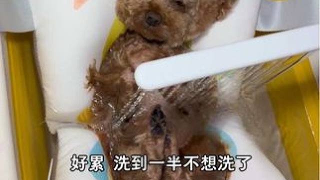 洗狗洗到一半，看它这么舒服突然不想洗了，累了…