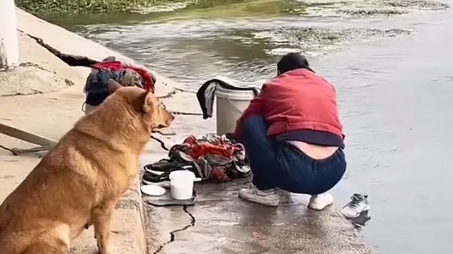 多么可爱忠诚的毛孩子