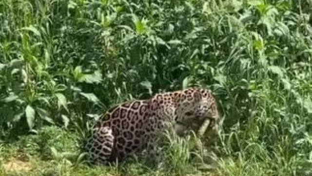 美洲豹捕食森蚺