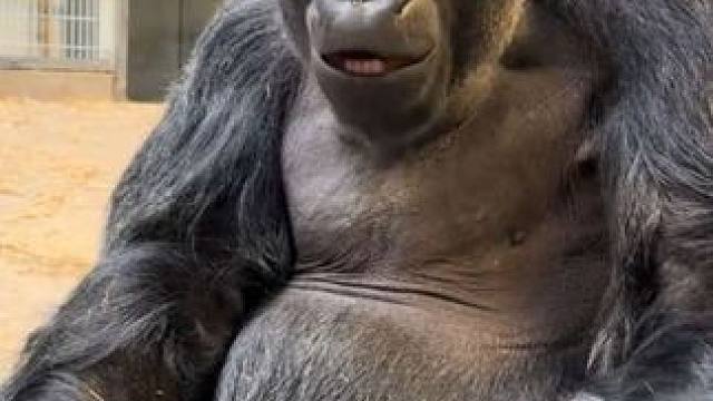 银背大猩猩蹲着吃树叶