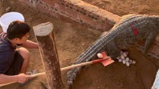 满满一大窝，根本捡不完 #非专业人士请勿模仿