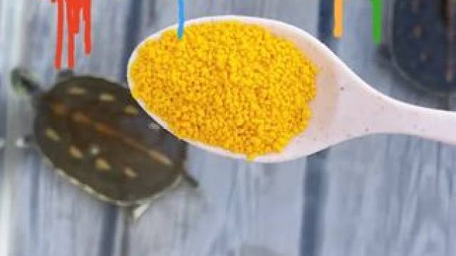 乌龟冬眠前需要给龟龟泡上一段时间电解多维