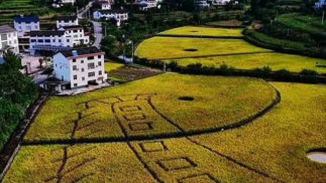 久违的太阳终于迎来了，广元最后一波稻谷颗粒归仓 稻田风光