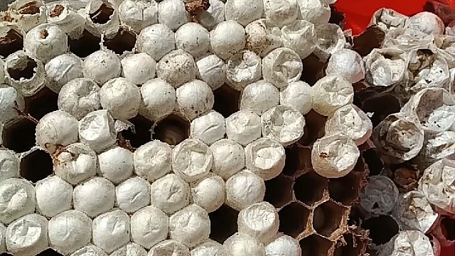 季节到了，又该吃虫了