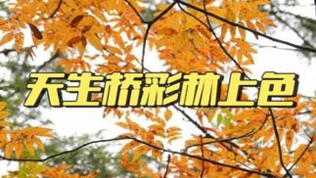 不要成为除了工作没有生活的人 秋色正好，龙苍沟天生桥赏彩林进行时#龙苍沟森林公园 #雅安好玩的地方 