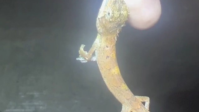 户外野生动物有风险，请勿模仿