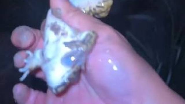 睡不着觉起来抓牛蛙 #美食 #泰国美食 #美食 #户外美食 #内容启发搜索