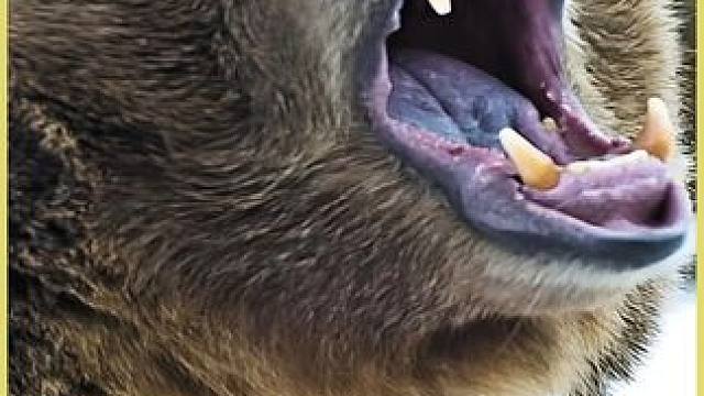 河狸的腺体是猎人的宝贝