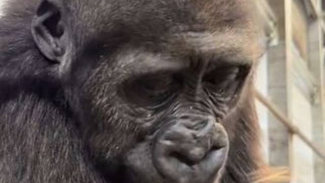 年轻的银背大猩猩吃蔬菜 #看世界 #神奇动物在 #国外视频分享 #奇妙的动物 #野生动物保护