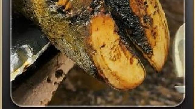 条件也是好起来了，开局就不要命的猛冲 #解压 #助眠 #修牛蹄 #强迫症 #极度舒适