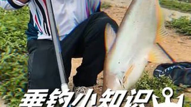 最近很多兄弟都问到野钓时候如何调二钓三，今天就给兄弟们安排 #本汀#本汀视频争霸赛#本汀官方旗舰店#