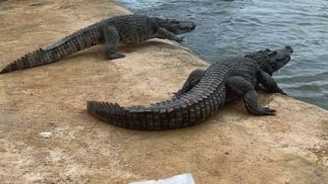 回去告诉你大哥谁才是王#非专业人士请勿模仿