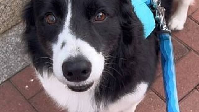 小狗：已开启一键回家功能