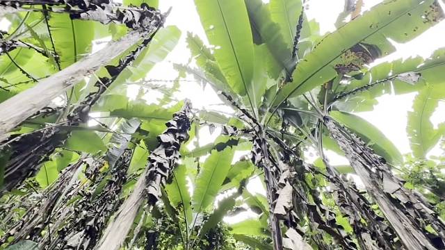 或许自由更胜一筹#雨林徒步#西双版纳#基诺山#基诺山雨林徒步