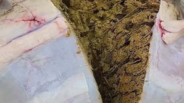 朋友送我的大牛胃 #美食 #泰国美食 #美食 #户外美食 #内容启发搜索