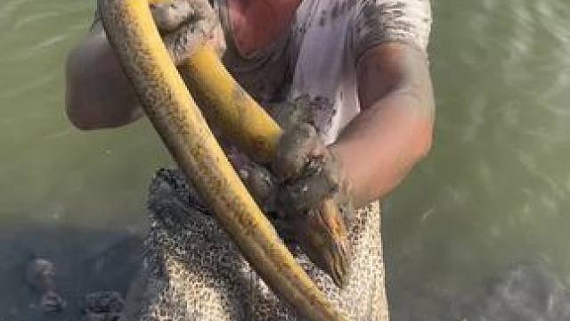 挑战60天扣1000斤鳝鱼，今天花300块包下80亩的鱼苗塘，你们觉得是亏是赚？？#户外 #我的乡村